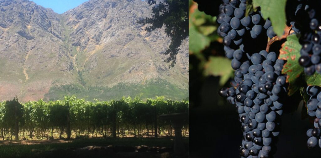 Pinotage – det röda guldet från Sydafrika