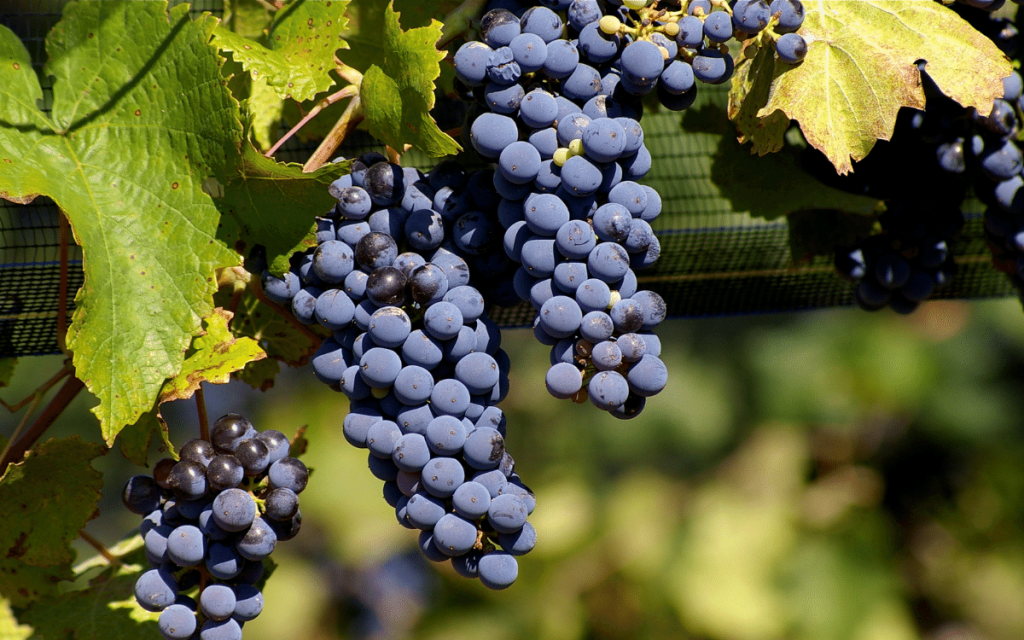 Aragonez grape Portugal