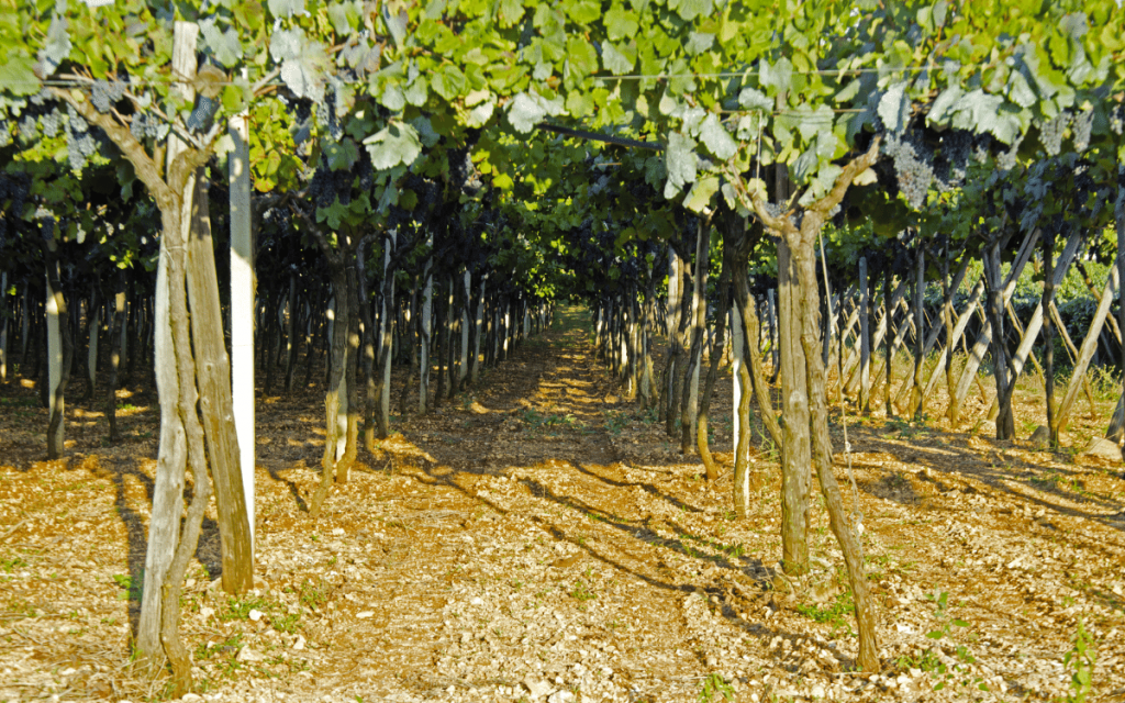 Puglia Vin