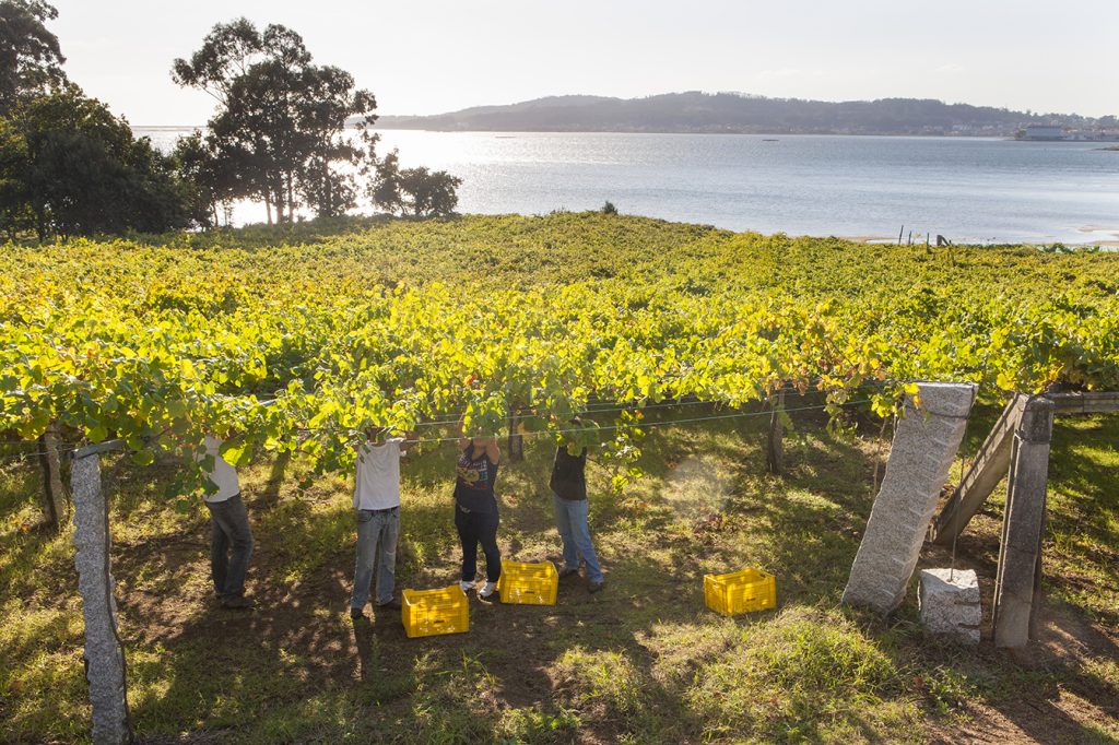 Rias Baixas Vin