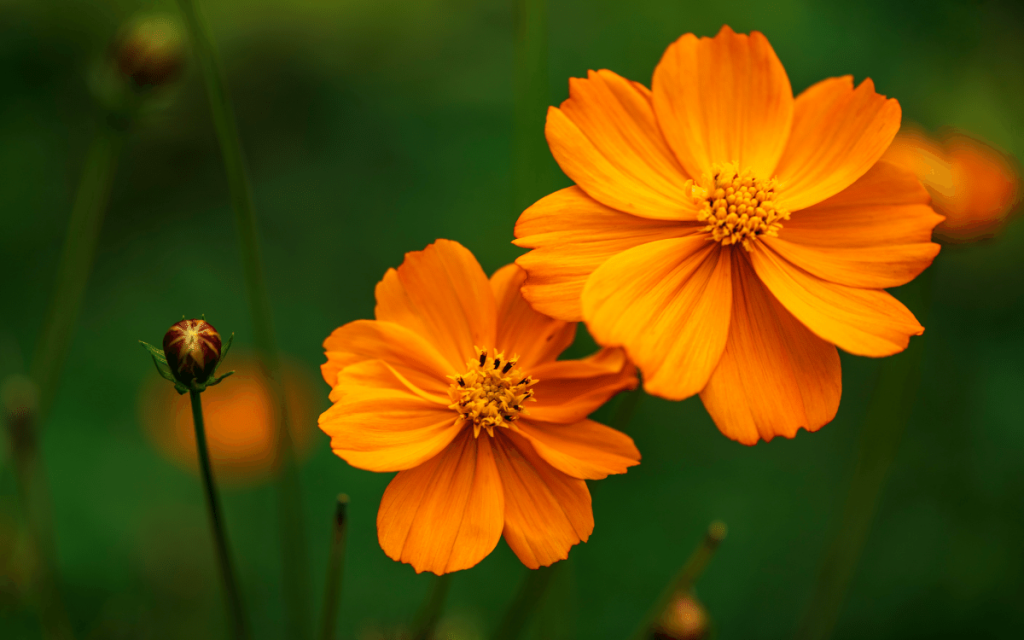 Våga testa orange flower water!