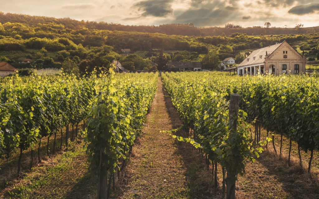 Ribera del Duero Reserva och övriga viner