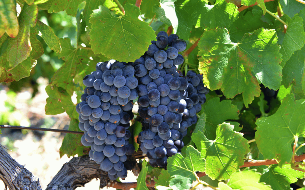 Cotes du Rhone Reserve Organic- en fyllig fransk pärla