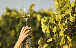Vin recept enkelt