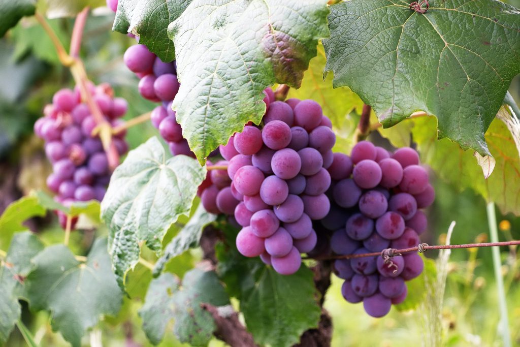 Cabernet sauvignon