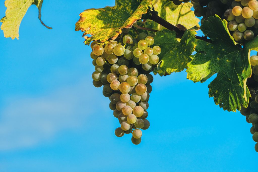 pinot grigio