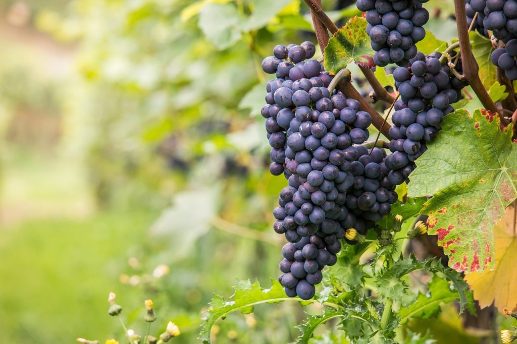 Sangiovese
