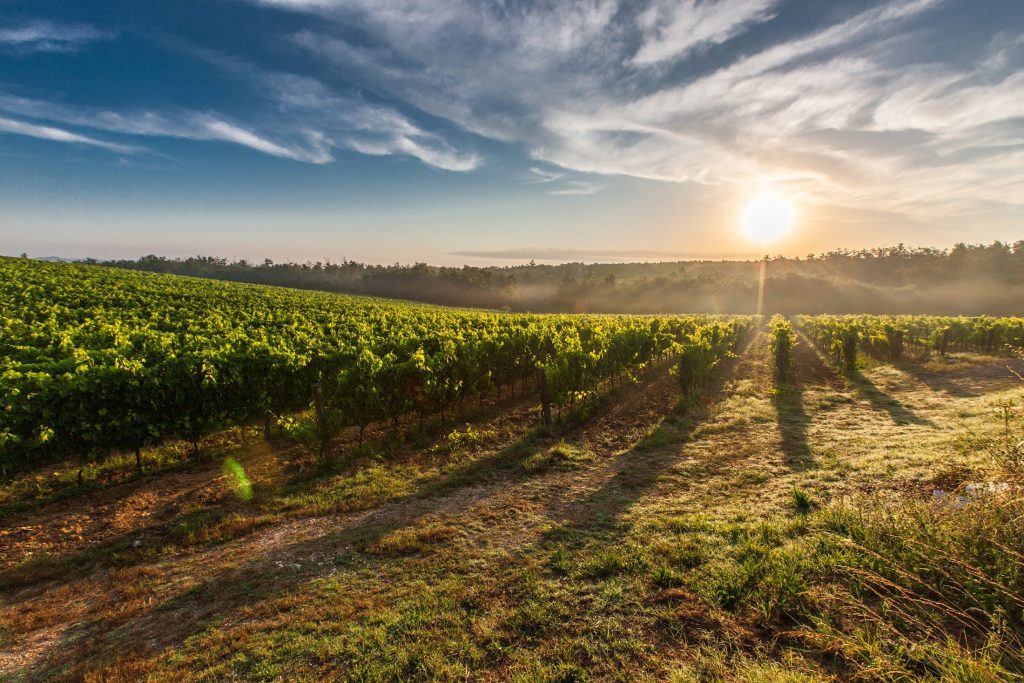 Vingårdar i Italien