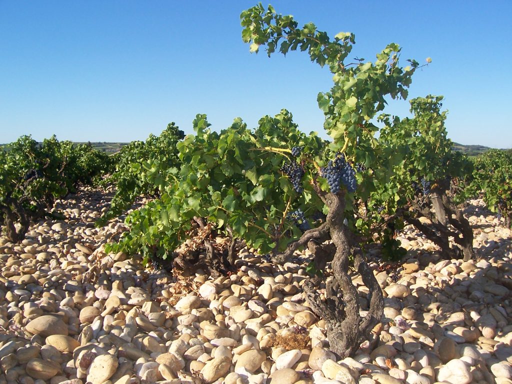 Exklusiv lansering av Domaine Grand Veneur Les Champauvins 2021 i Systembolaget tillfälliga sortiment