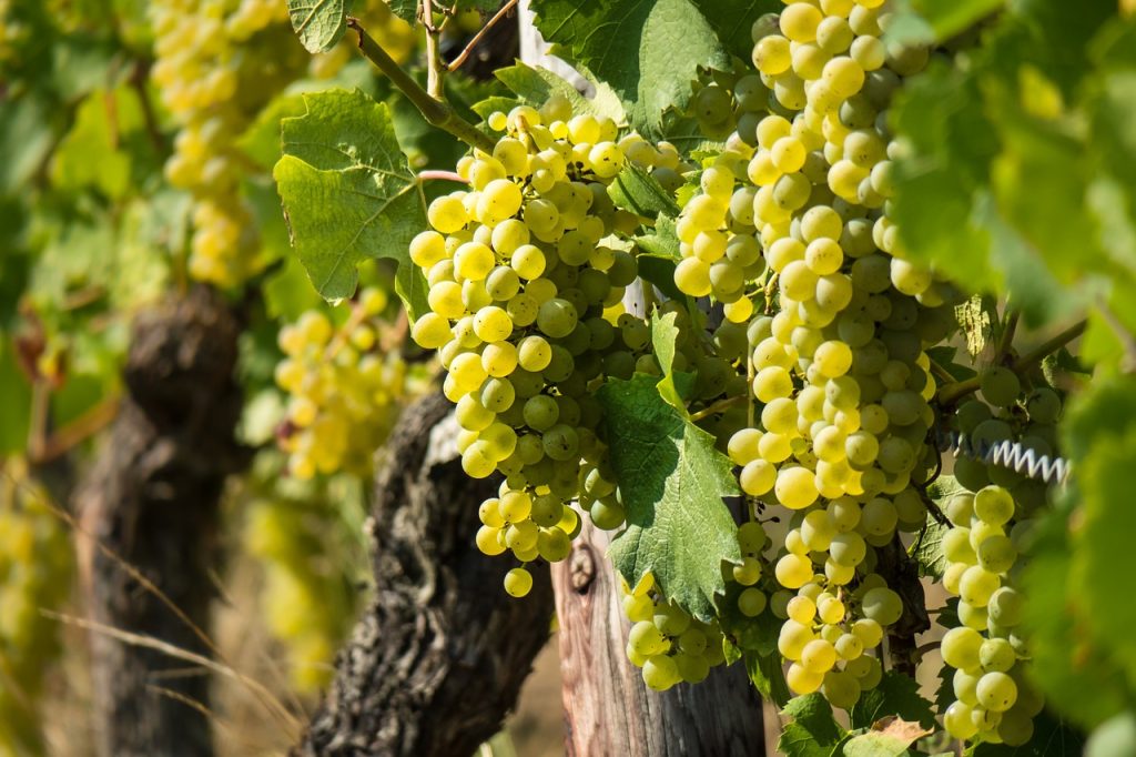 Ekologiskt vitt vin